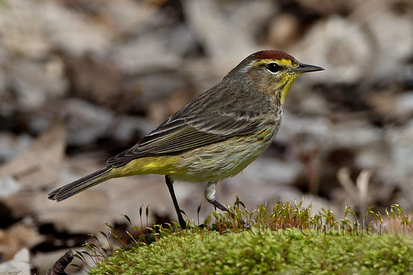 Palm Warbler © Russ Chantler